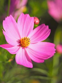 コスモスの花 コスモスの花の写真