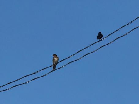 電線にとまる2匹のツバメ 電線にとまる2匹のツバメの写真
