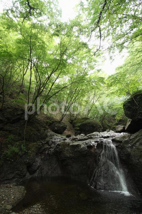 涼し気な渓流の滝 滝,グリーン,清流の写真素材