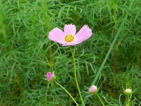 【花の写真】コスモス(秋桜) 【花の写真】コスモス(秋桜) コスモス,秋桜,自然の写真素材