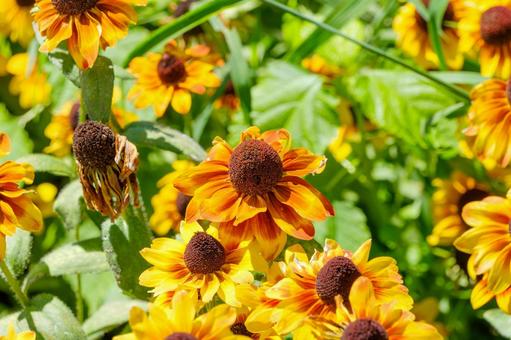 夏の陽射しに輝くルドベキアの花 夏の陽射しに輝くルドベキアの花 ルドベキア,花,花びらの写真素材