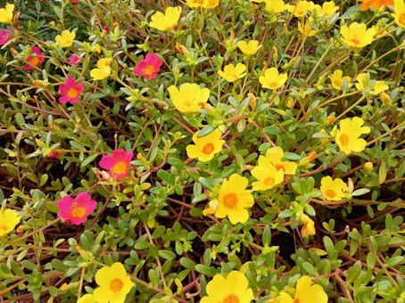 黄色とピンクのポーチュラカの写真