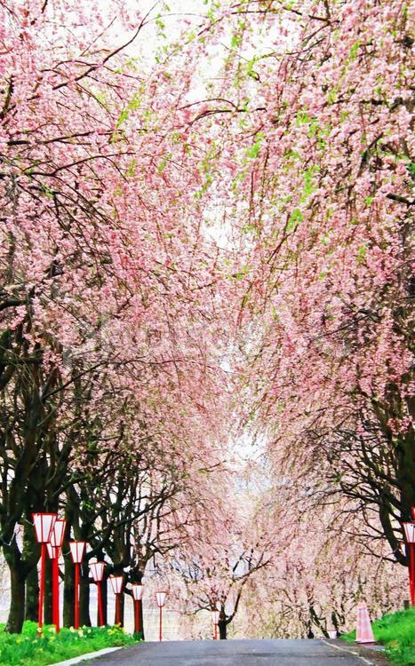 春や桜のイメージ 春,桜,さくらの写真素材