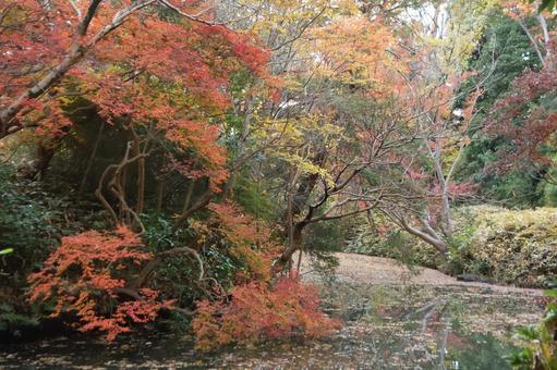 六義園の風景 六義園の風景の写真