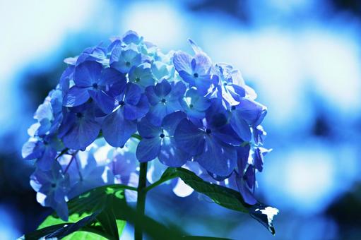 紫陽花 紫陽花の写真