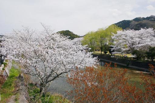 桜-185 桜-185 空,枝,木の写真素材