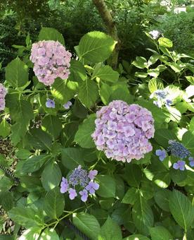 紫陽花 紫陽花の写真