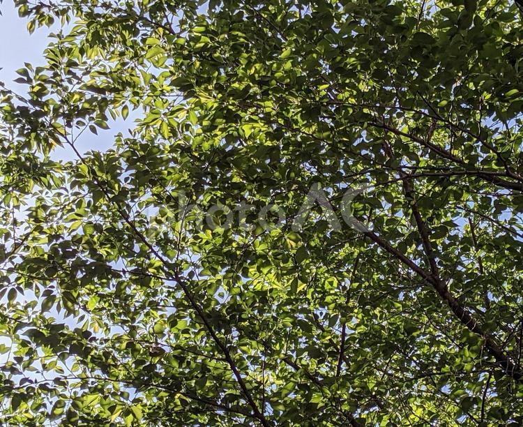 街路樹の木漏れ陽2 新緑,街路樹,植物の写真素材