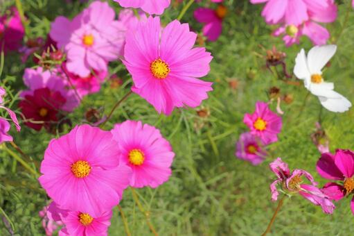 コスモス　花 花,コスモス,秋桜の写真素材