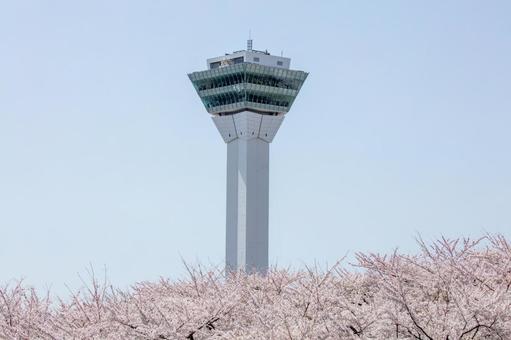 五稜郭タワーと満開の桜 五稜郭タワーと満開の桜の写真