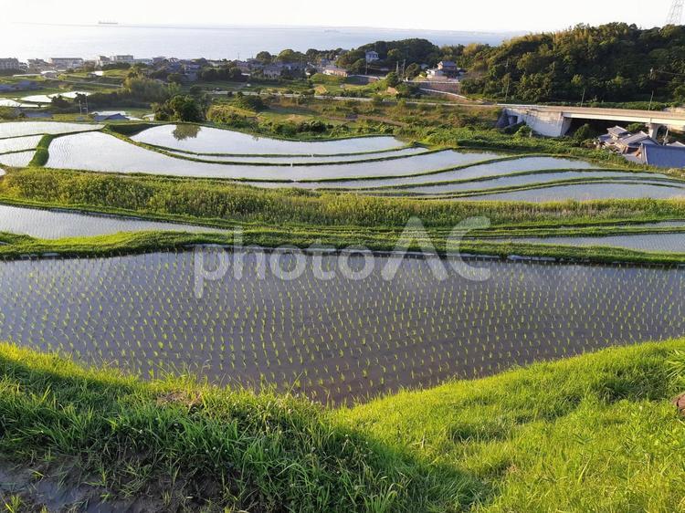 海を望む棚田 棚田,風景,海の写真素材