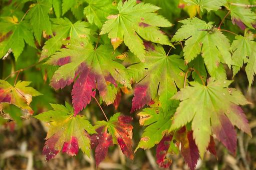 紅葉ハイキング 紅葉ハイキング 湿原,ニセコ,北海道の写真素材
