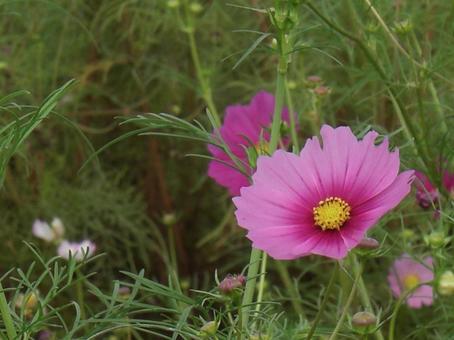 Cosmos field-1, JPG