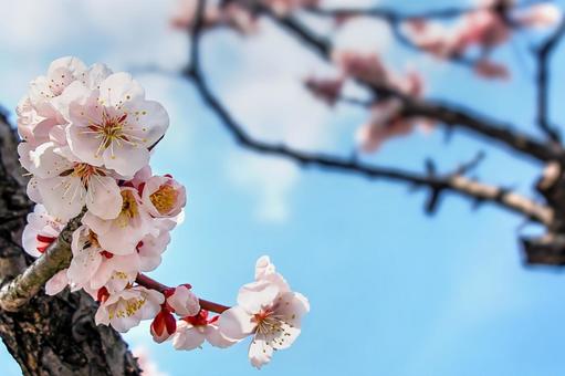 青空に咲く梅のクローズアップ 梅,花,ウメの写真素材
