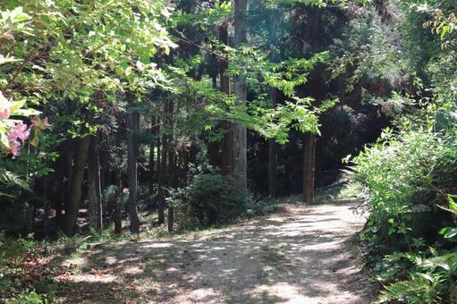 Photo, mountain path, road, mountain, 