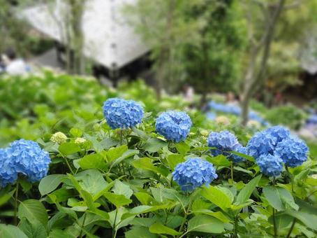 紫陽花(あじさい) 紫陽花(あじさい)の写真