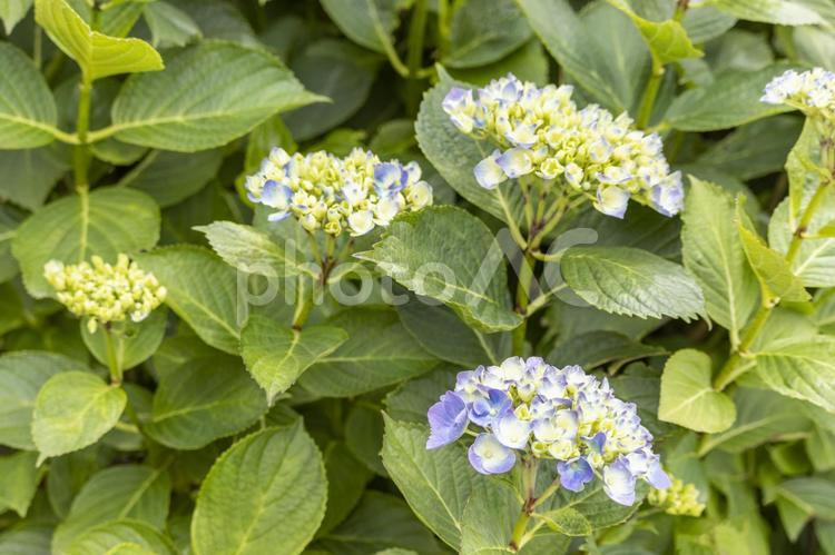 アジサイのつぼみ。色づく前の花 アジサイ,あじさい,コピースペースの写真素材