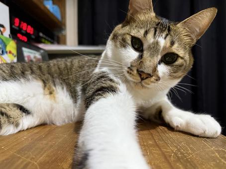 パンチする猫の写真