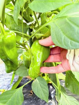 Pepper harvest in the field, JPG