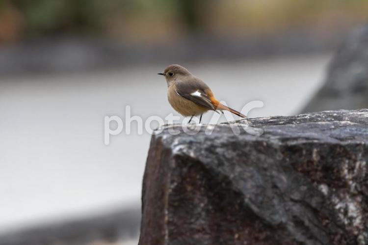 石の上にとまるジョウビタキの雌 ジョウビタキ,鳥,雌の写真素材