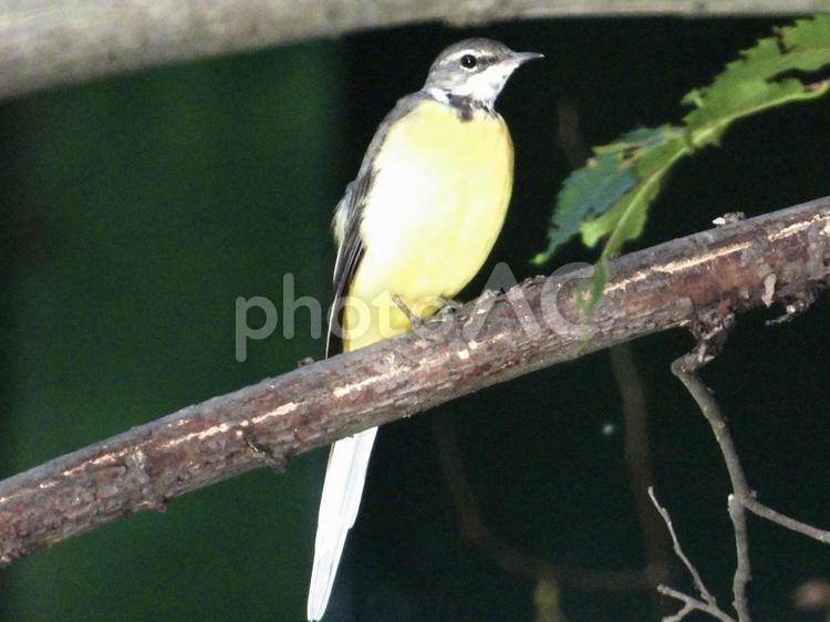 枝の上にとまるキセキレイ 鳥,野鳥,キセキレイの写真素材