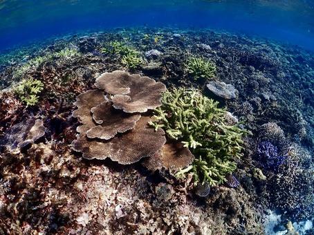 珊瑚礁 ダイビング,海,ファンダイブの写真素材