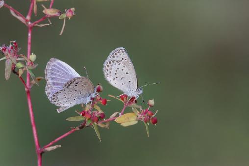 仲良しのヤマトシジミ ヤマトシジミ,シジミチョウ,蝶の写真素材