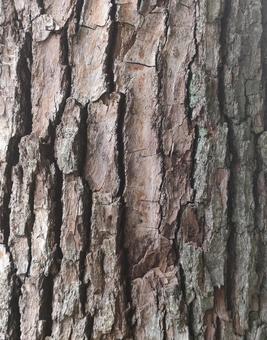 木の皮 木の皮,木,木材の写真素材