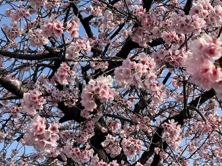 安行桜 安行桜,アンギョウザクラ,桜の写真素材