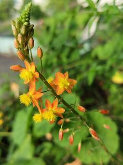 ハナアロエ ハナアロエ,オレンジ,自然の写真素材