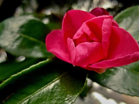 花 椿 花 椿の写真