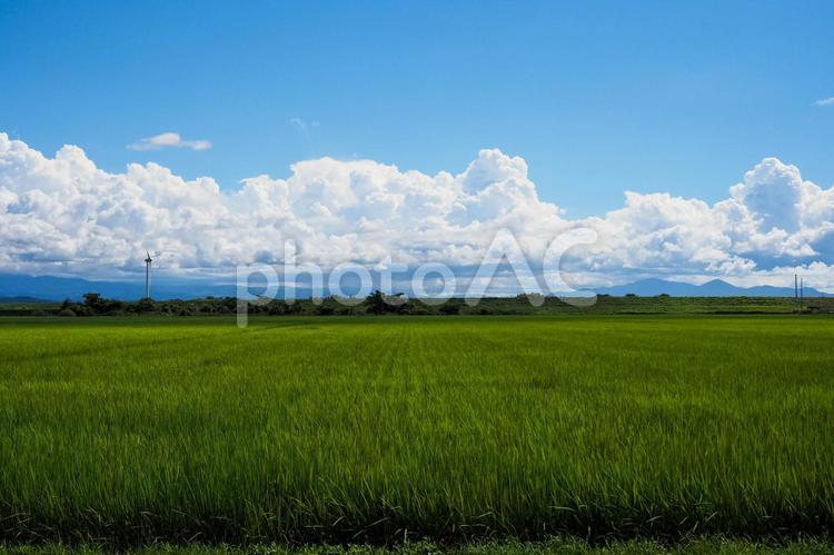 夏の青空と田んぼ 田んぼ,風景,稲の写真素材