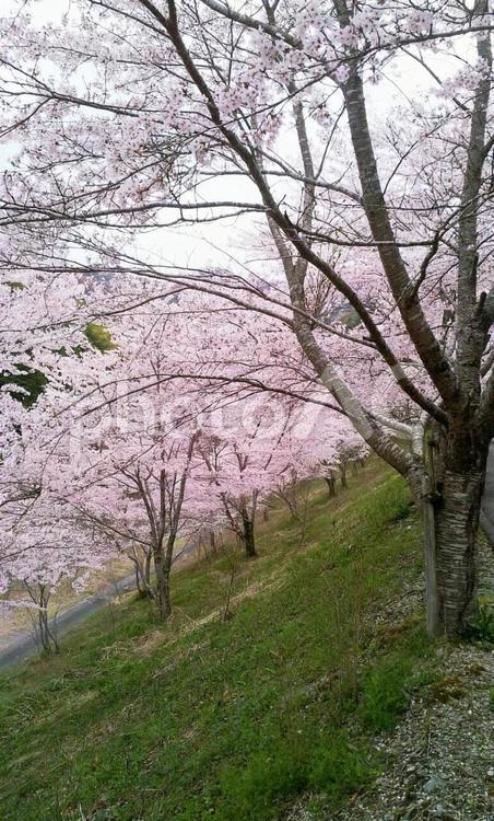 斜面に咲く桜の木々 桜,山桜,サクラの写真素材