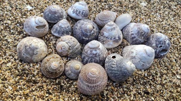 巻貝 巻貝,貝殻,海岸の写真素材