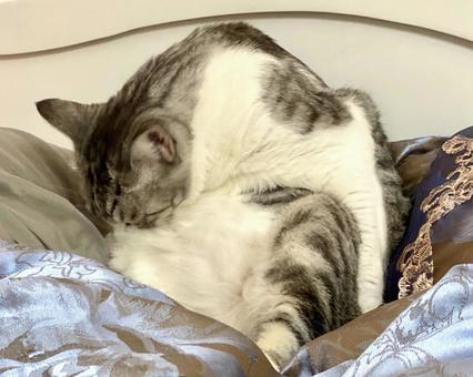 毛づくろいをするサバ白猫様 毛づくろいをするサバ白猫様 猫,毛づくろい,サバシロの写真素材