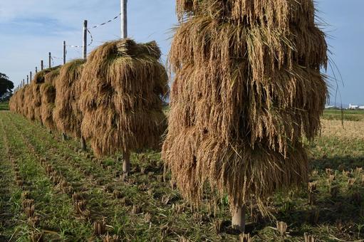 稲穂の杭掛け乾燥 山形県庄内 収穫した稲穂,杭掛け乾燥,杭掛けの写真素材