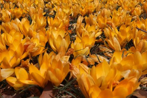 Crocus blooming landscape, JPG Crocus blooming landscape, JPG