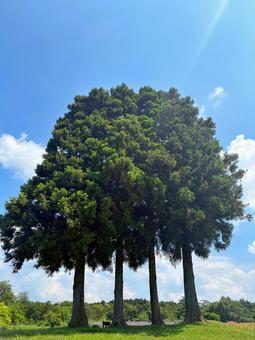 Photo, large tree, landscape, natural, 