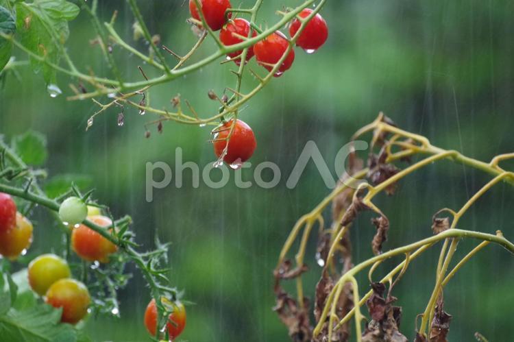 雨とミニトマト ミニトマト,雨,夏の野菜の写真素材
