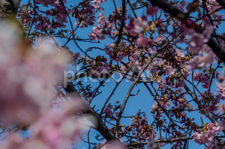 青毛堀川沿いの河津桜 河津桜,サクラ,花の写真素材