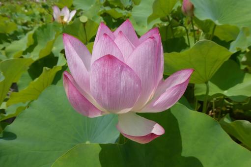 ハスの花 3 ハスの花 3の写真