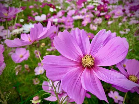 ピンクのコスモス コスモス,ピンク色,ガーデニングの写真素材