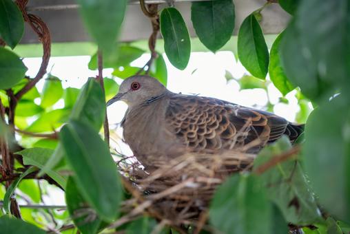 緑の葉に囲まれた鳥の巣 鳥,野鳥,巣の写真素材