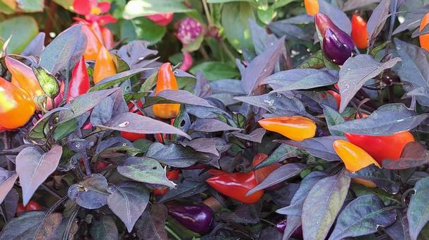 唐辛子　観賞用 唐辛子,観賞用,ガーデンの写真素材