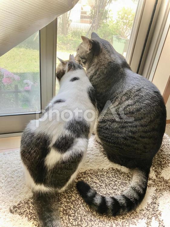 仲良く庭を眺める2匹の猫ちゃん 猫,家猫,保護猫の写真素材