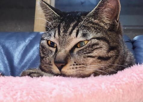 おやつまだかなぁ・・・ 猫,カメラ目線,日向ぼっこの写真素材