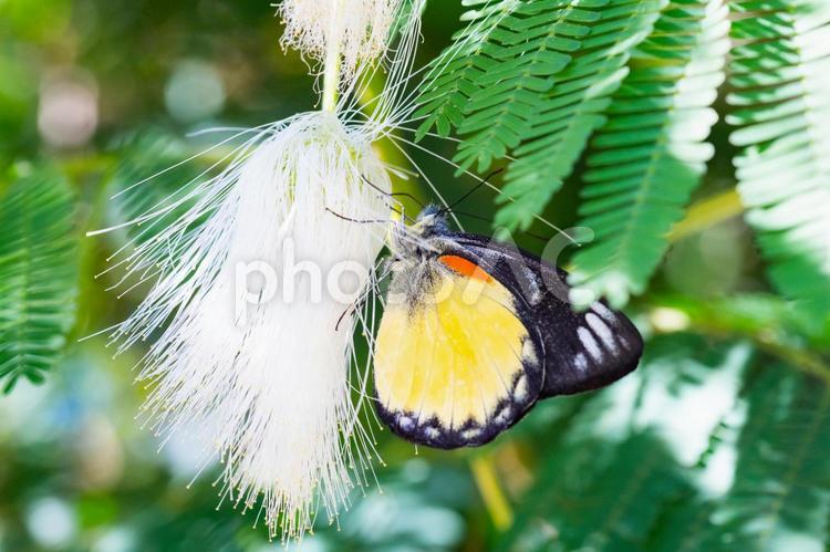 合歓の花にとまる蝶 蝶,綿毛,黄色の写真素材