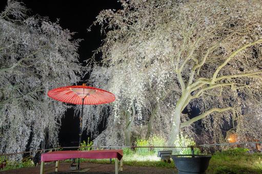 福岡-【法華原華庭園の桜】 福岡,桜,名所の写真素材