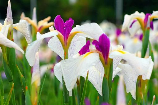 Iris Flower 25-12, JPG