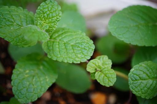 ミントの写真